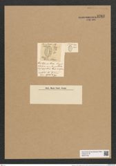 Rhaphoneis ? archeri O'Meara (de-Toni-Nr.: Genus 78, Species 2820) Zeichnungen Sammlung Grunow Nr. 5782 (NHMW-BOT-W0374182)